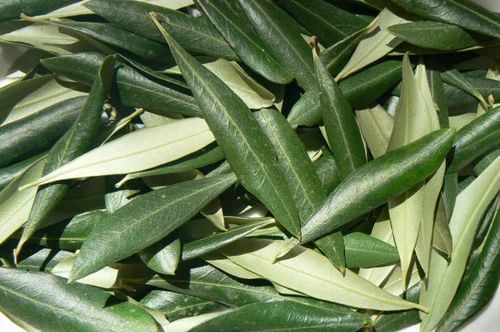 fresh-olive-leaf-500x500